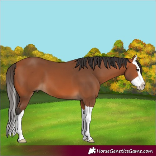 Horse Color:Bay Splash
