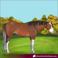 Horse Color:Bay Splash
