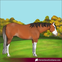 Horse Color:Bay Splash 