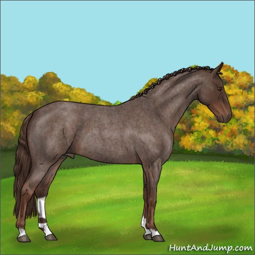 Horse Color:Liver Red Roan 