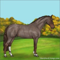 Horse Color:Liver Red Roan 