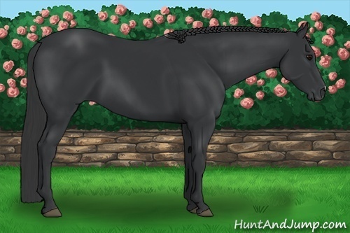 Horse Color:Black 