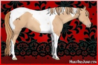 Horse Color:Gold Champagne Tobiano 