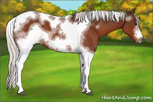 Horse Color:White Spotted Silver Brown Tobiano Frame 