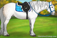 Horse Color:Gray Buckskin