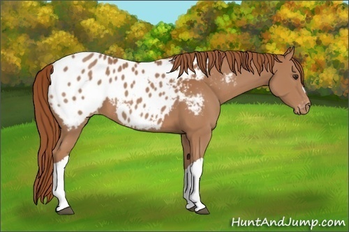 Horse Color:Chestnut Appaloosa 