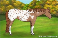 Horse Color:Chestnut Appaloosa