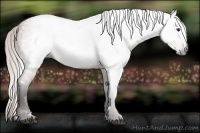 Horse Color:Gray White Spotted Silver Brown Roan 