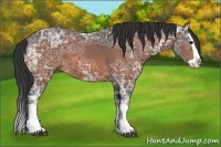 Horse Color:Bay Ice Splash 