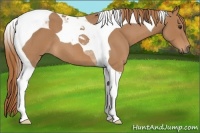 Horse Color:Red Roan Tobiano 