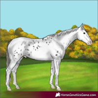 Horse Color:Black Tobiano Frame Appaloosa 