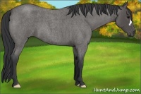 Horse Color:Blue Roan 