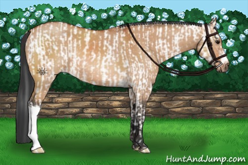 Horse Color:White Spotted Bay Frame and Bay Dun