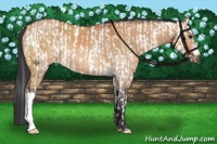 Horse Color:White Spotted Bay Frame  and Bay Dun 