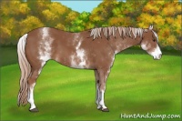 Horse Color:White Spotted Chestnut 
