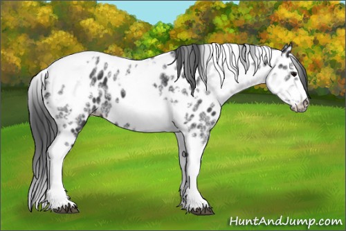 Horse Color:White Spotted Black Splash Tobiano Frame Appaloosa 