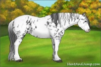 Horse Color:White Spotted Black Splash Tobiano Frame Appaloosa