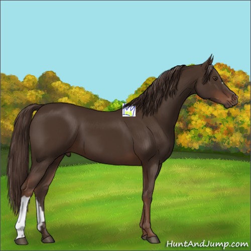 Horse Color:Liver Chestnut 