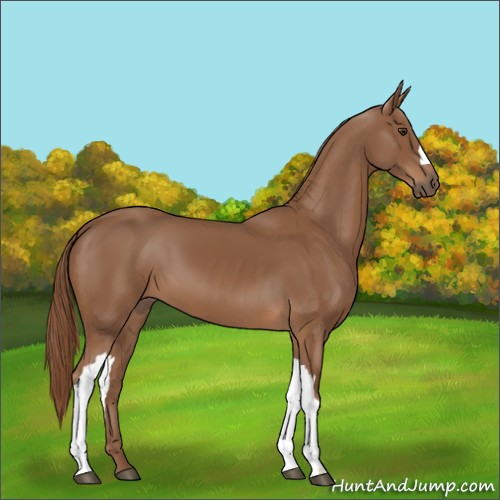 Horse Color:Chestnut 