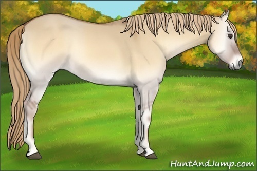 Horse Color:Red Dun Onyx 