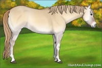 Horse Color:Red Dun Onyx 