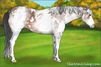 Horse Color:White Spotted Bay Splash 