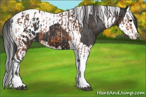 Horse Color:Bay Splash Tobiano Appaloosa  and Black Splash Tobiano Appaloosa 