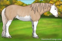 Horse Color:Red Dun Splash Rabicano