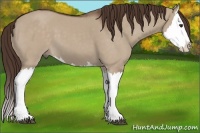 Horse Color:Liver Red Dun Splash