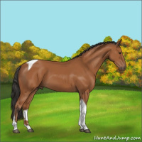 Horse Color:Bay Tobiano 