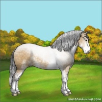 Horse Color:Buckskin Dun Sabino Rabicano 