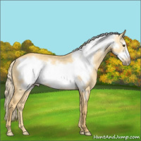 Horse Color:Palomino Dun Frame Rabicano
