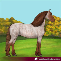 Horse Color:Red Roan 