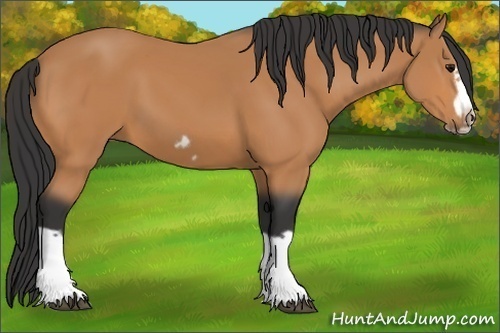 Horse Color:Bay Splash Frame