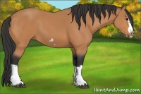 Horse Color:Bay Splash Frame 