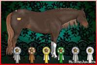 Horse Color:Liver Chestnut Tobiano 