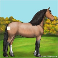 Horse Color:Bay Roan 