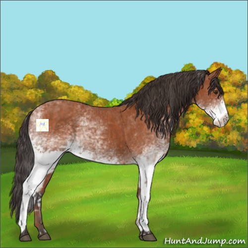 Horse Color:White Spotted Bay Splash and White Spotted Bay