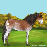 Horse Color:White Spotted Bay Splash and White Spotted Bay