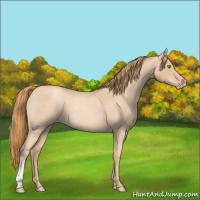 Horse Color:Gold Champagne Roan 