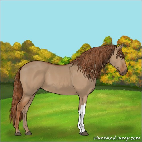 Horse Color:Red Dun 