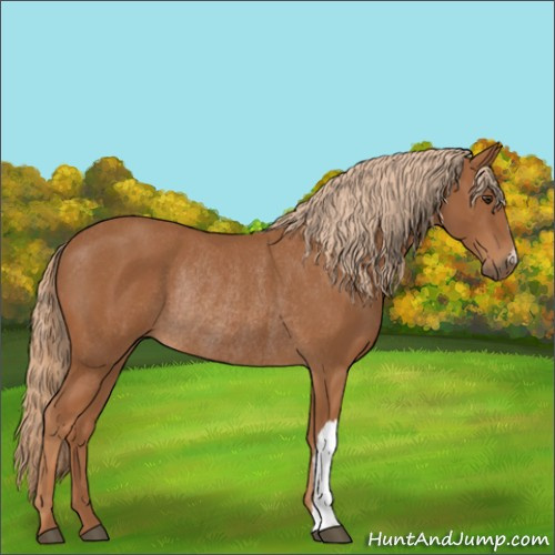 Horse Color:Chestnut Rabicano 