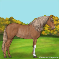 Horse Color:Chestnut Rabicano 