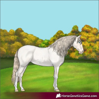 Horse Color:Perlino Roan Tobiano