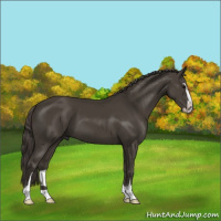 Horse Color:Smoky Black Sabino 
