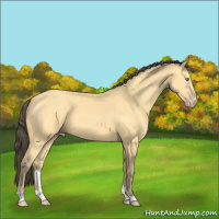 Horse Color:Amber Cream Champagne