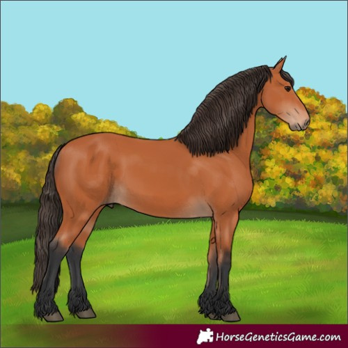 Horse Color:Bay 