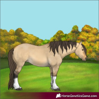 Horse Color:Buckskin Dun Tobiano