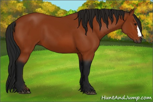 Horse Color:Gray Bay