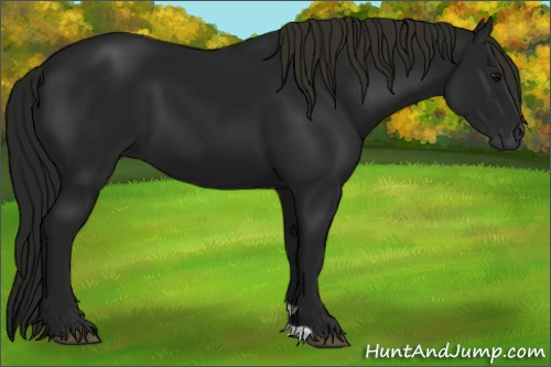 Horse Color:Gray Smoky Black 
